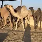 للبيع حشو طيبه على الحليب شرط العدد6