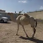 لقحه للبيع على جميع الشروط