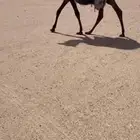 بكره فرديه