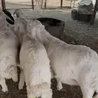 طليان