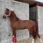 حصان كفو ابوه له مسابقات طويل عمره 3سنوات ونص ومشروط