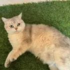 قطه انثي سكوتش مع اغراضها للبيع