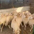 ذبايح رخال حريات.