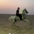 حصان شعبي شيخ