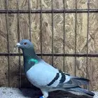مطلوب حمام زاجل من 10 أزواج إلى 20 زوج