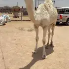 للبيع بكره وضحاء