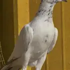 تيدي باكستاني