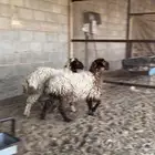 هرافي نعيم