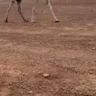 للبيع الناقه الوضحا