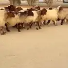 غنم نعيم دفيع