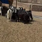 جفرات. ماعز