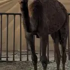 بكره كفو .