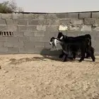 معزا عوراض