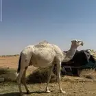 عشرا معها ولدها قعود