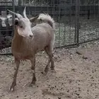 جفرة جذعه