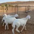 طليان حريات للبيع