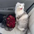 الطايف