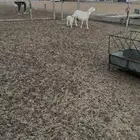 حريات متابيع