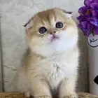 أبغى قط تبني سكوتش