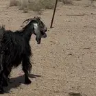 للبيع عنز مقنوي طيبه