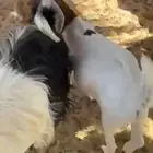 تيس للبيع ذبيحه