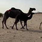 عشرا مجهم للبيع