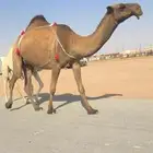عشرا بكر حدرها بكره طيبه