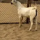 للبيع مشروع فحل بيشي