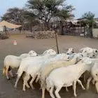 ضان غنم