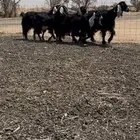 معزا عوراض خصصم وحليب وافرر جدا