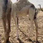 قعود على حليب امه سمين