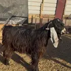 فحل عارضي معرف ثني شرط القريع
