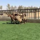 جفرات مصريات جم لون مميز