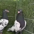 زوج رامبوري توب