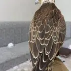 حر فرخ