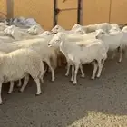 غنم حريات