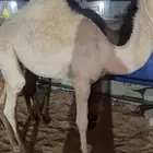 قعود لباني