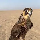 شيهانه جبليه