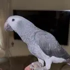 ببغاء كاسكو