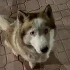 كلب مفقود في ابحر الجنوبيه missing dog