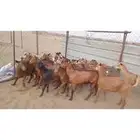 تيوس بلدي