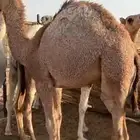 حشو بلدي طيبه