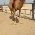 للبيع لقحه طيبه