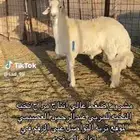 فحل صنف