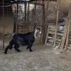 تيس عارضي مخصي