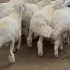 خرفان بلدي فل شحم