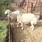 شاتين احوالها طيبه بالحيل واسنانها موضحه في الصور