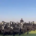 مراح عوارض صنف فاااخره متابيع