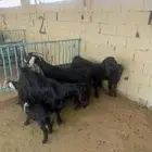 معزا وحده متوم وثنتين على واحد