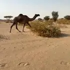 ضروبه مجهم ثنيه الموقع تثليث
